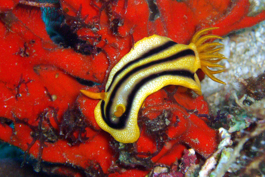 Nudibranch