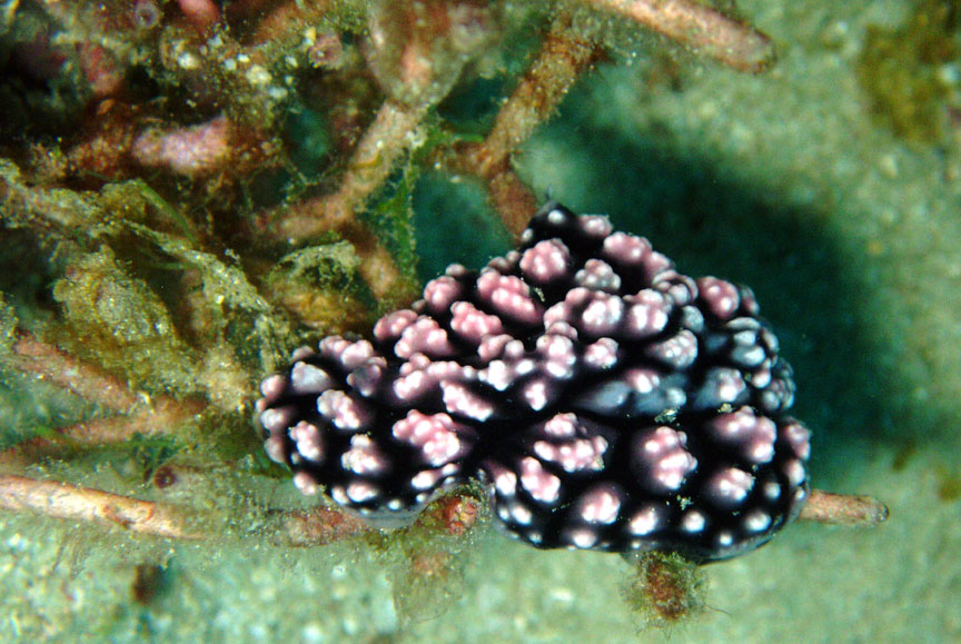 Nudibranch