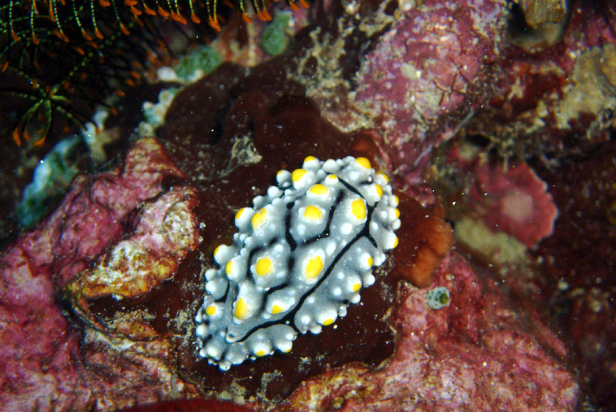 Nudibranch