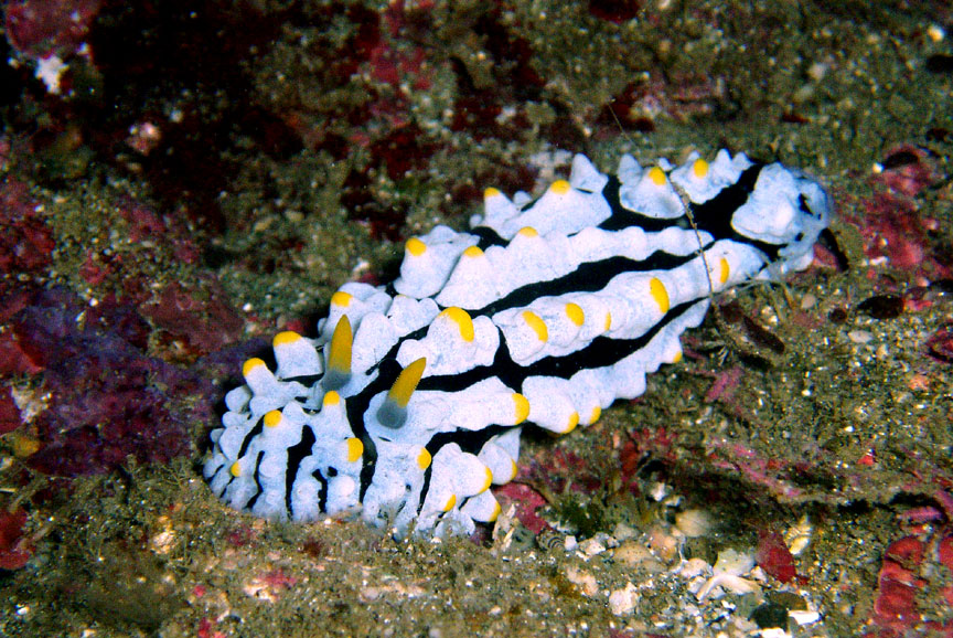 Nudibranch