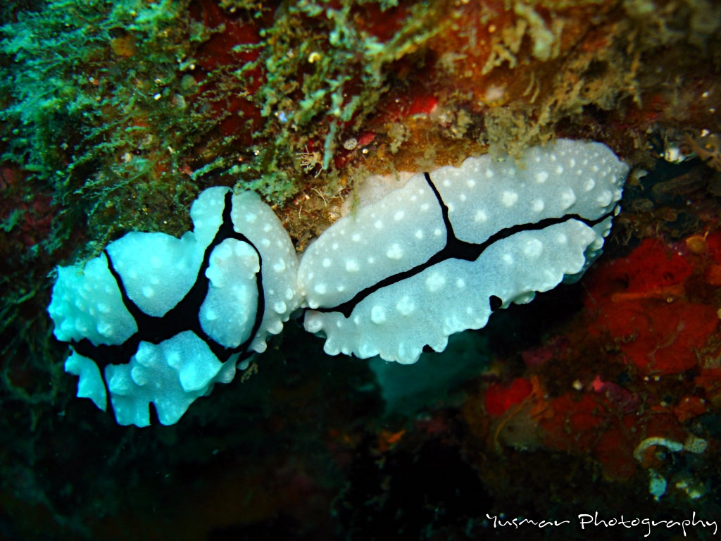 nudibranch