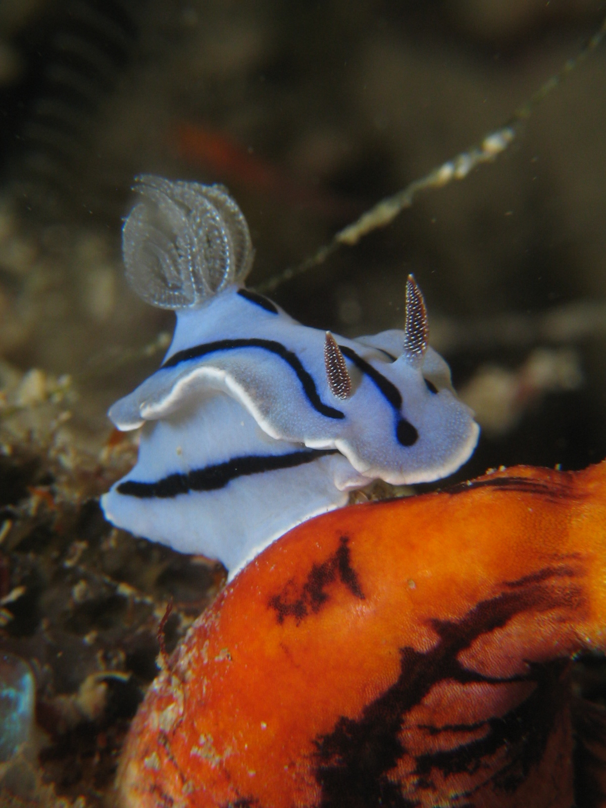 Nudibranch