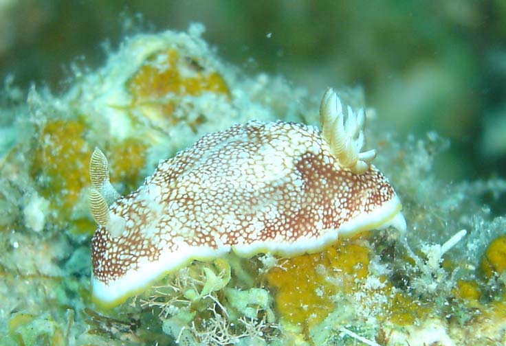 Nudibranch