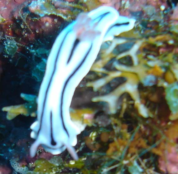 Nudibranch