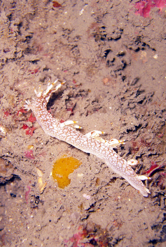 Nudibranch