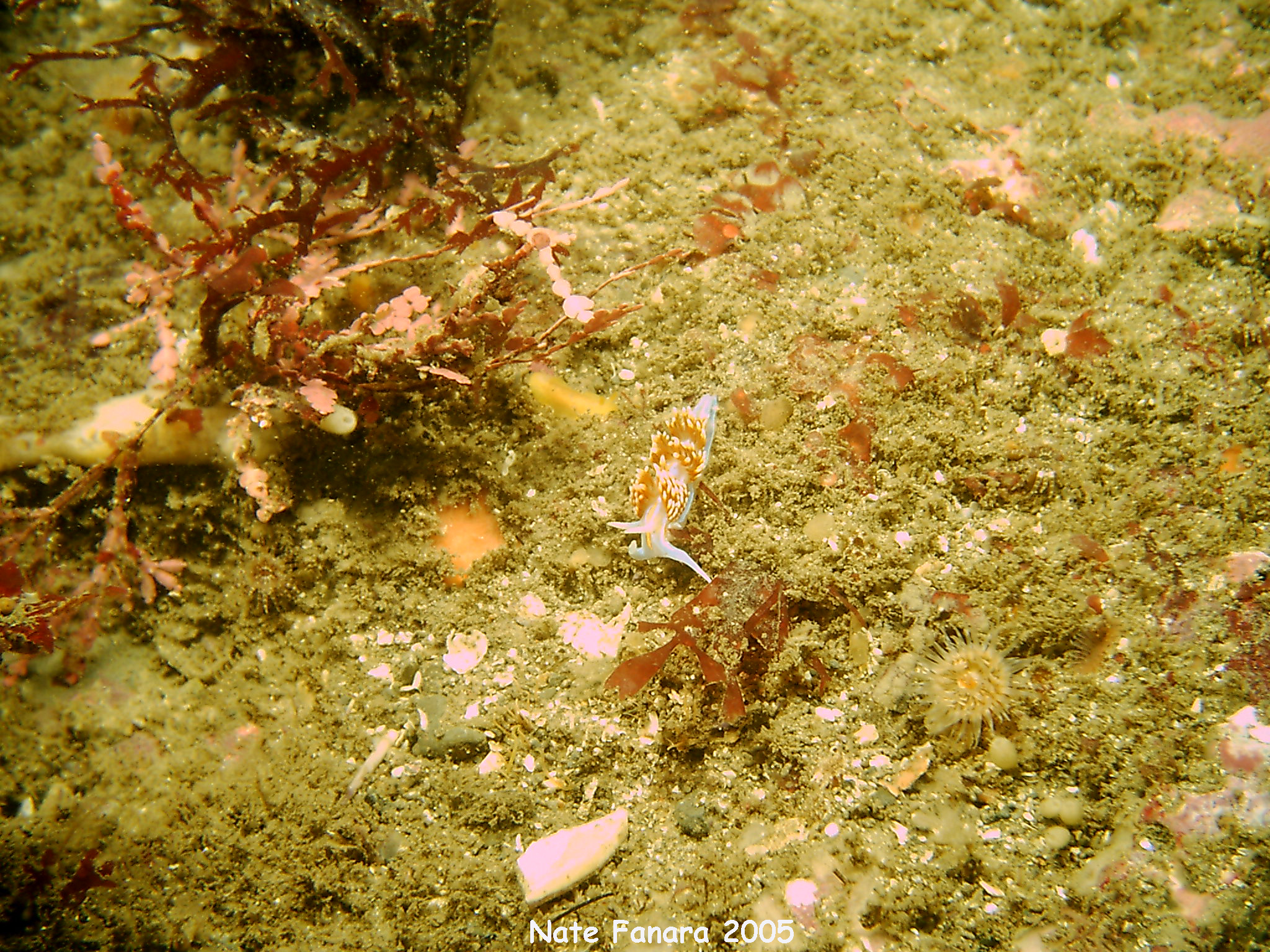 Nudibranch