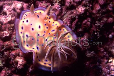 Nudibranch