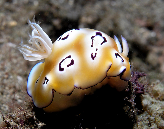 Nudibranch