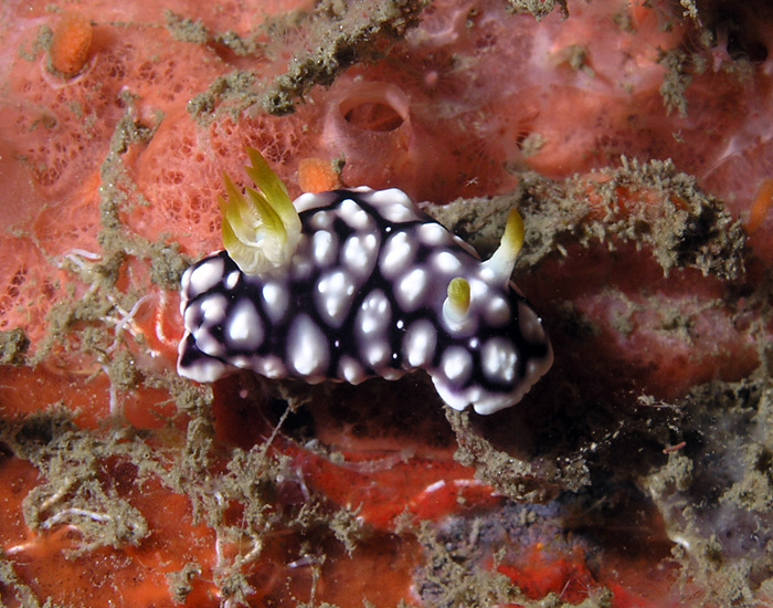 Nudibranch