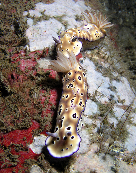 Nudibranch