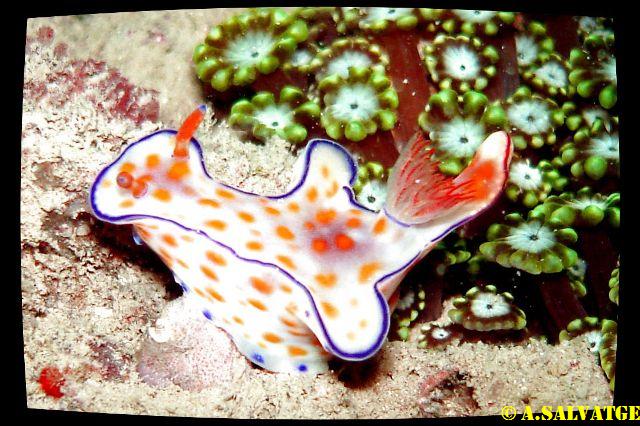 Nudibranch