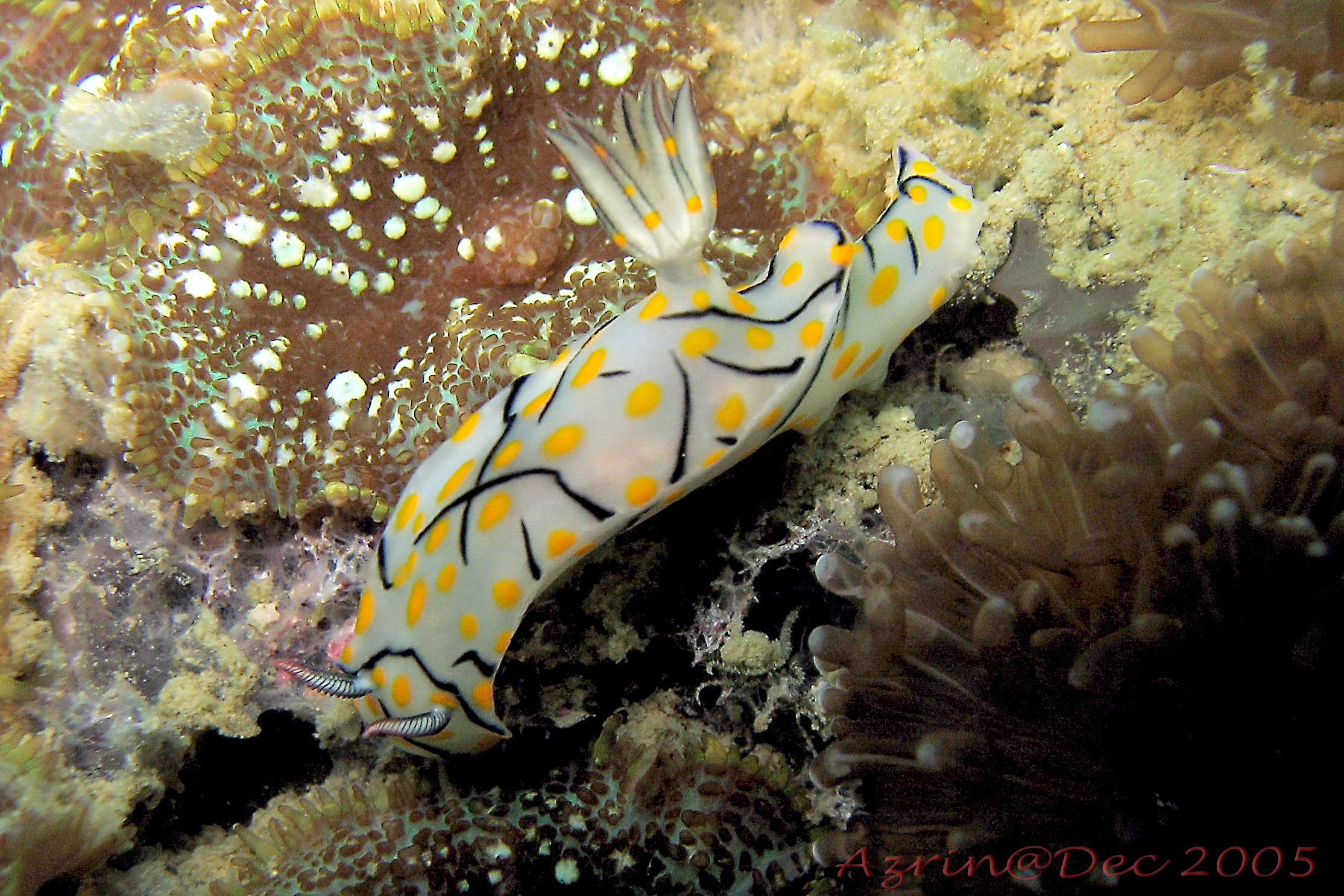 Nudibranch