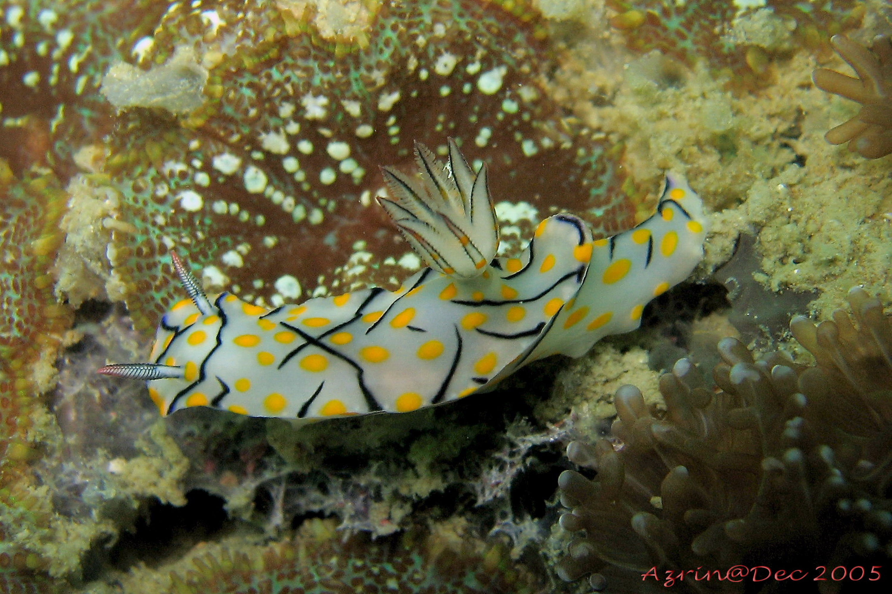 Nudibranch