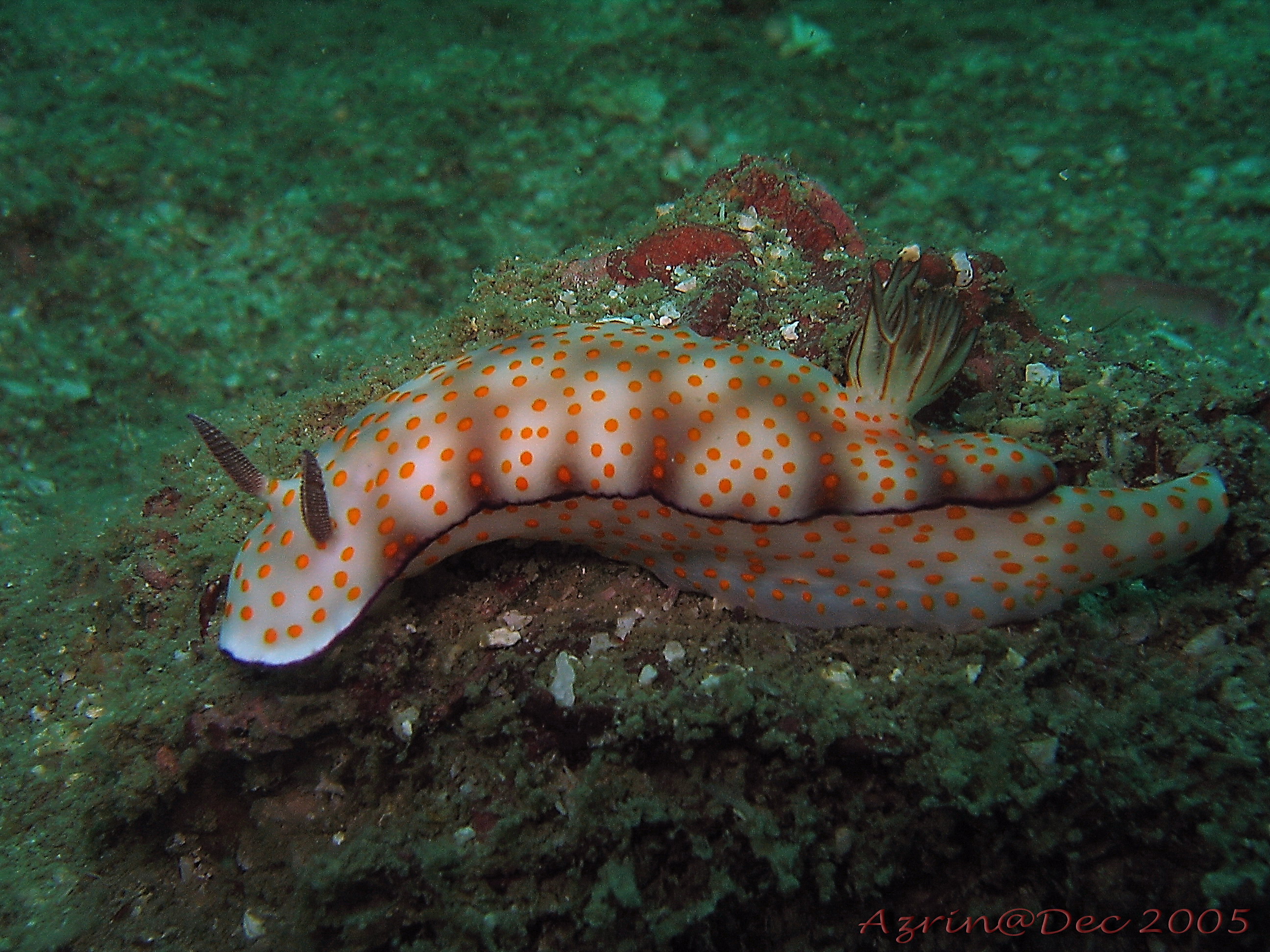 Nudibranch