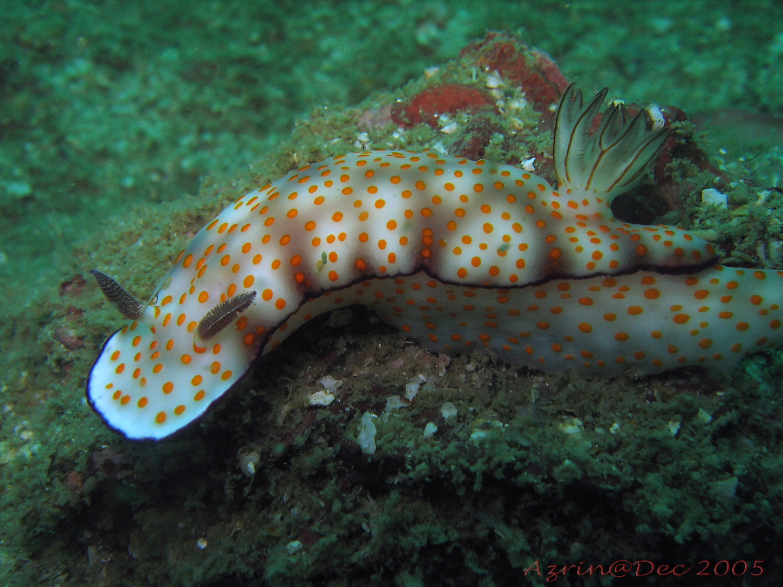 Nudibranch