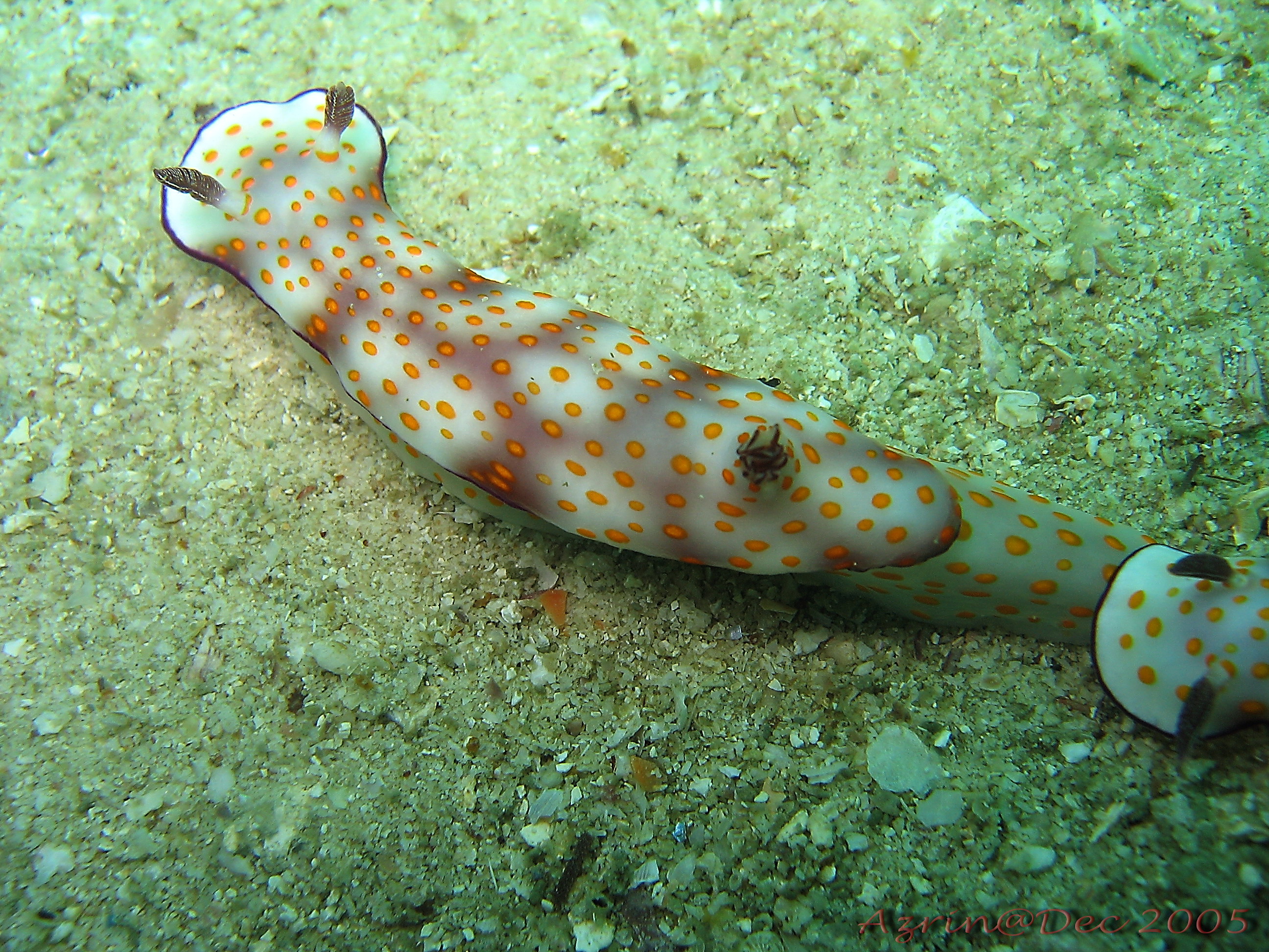 Nudibranch