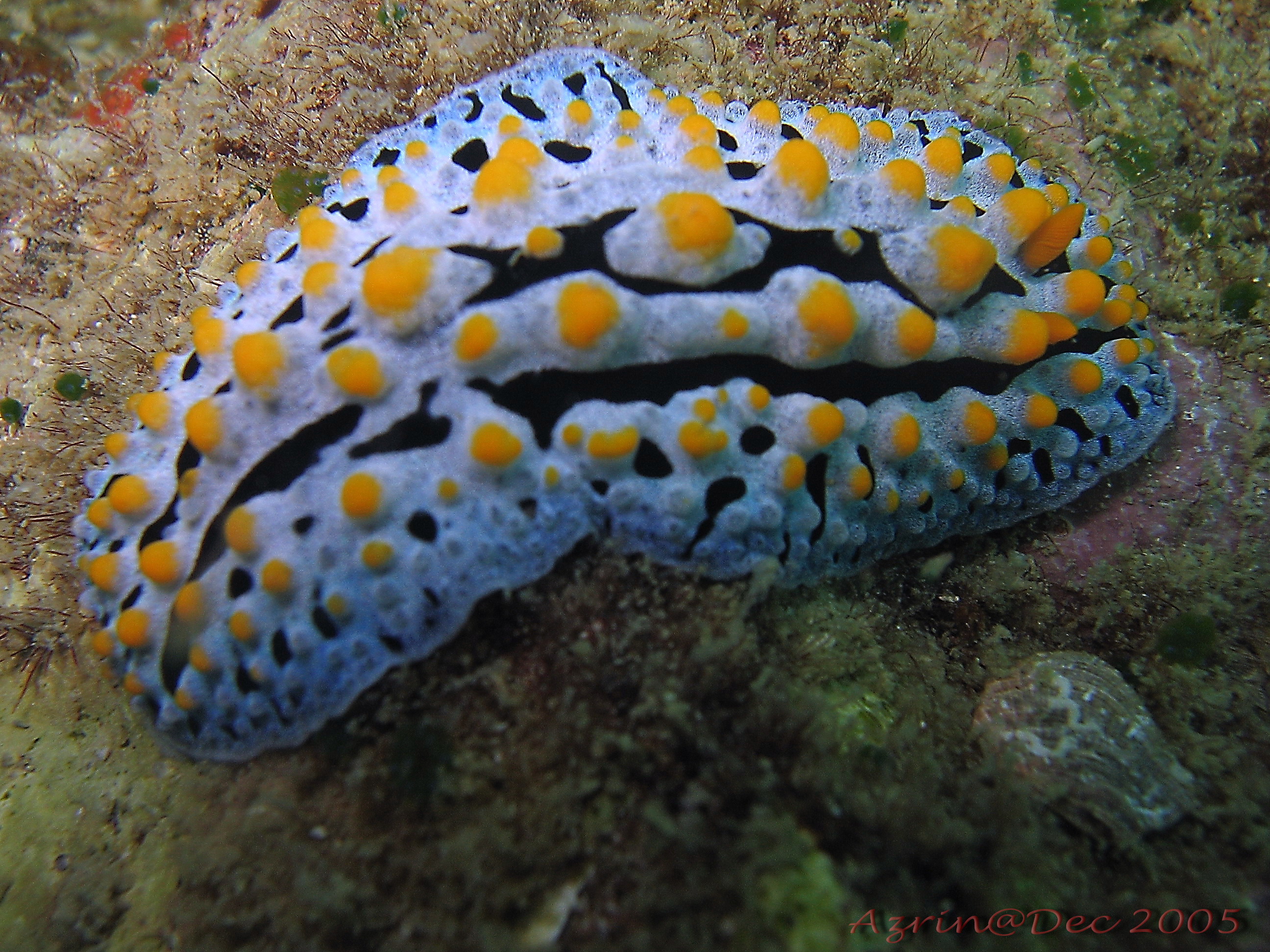 Nudibranch