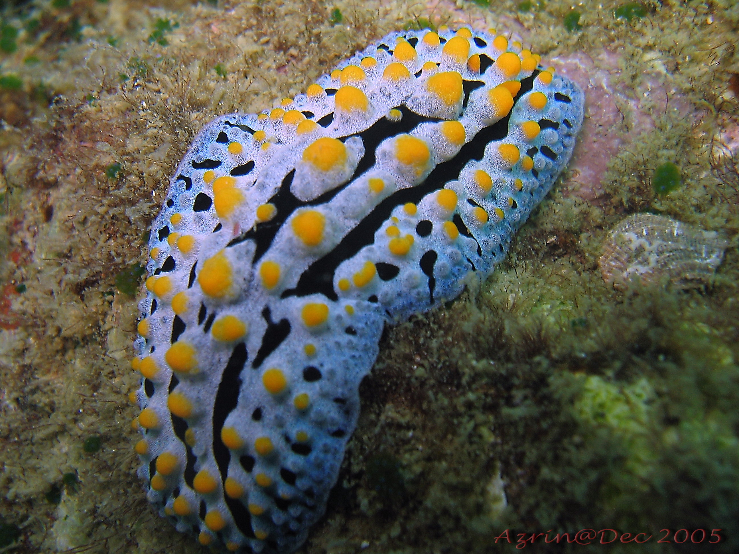 Nudibranch