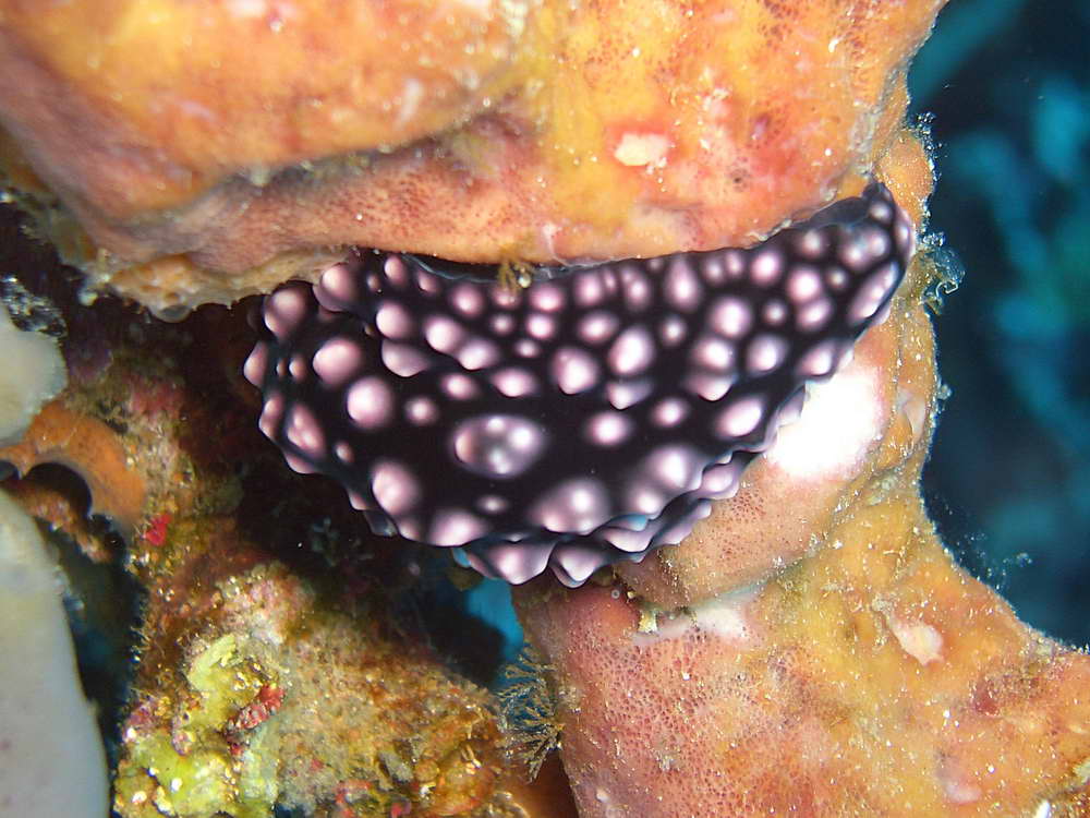 Nudibranch