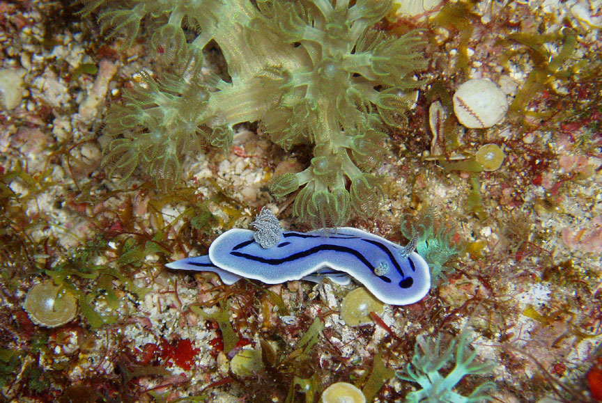 Nudibranch