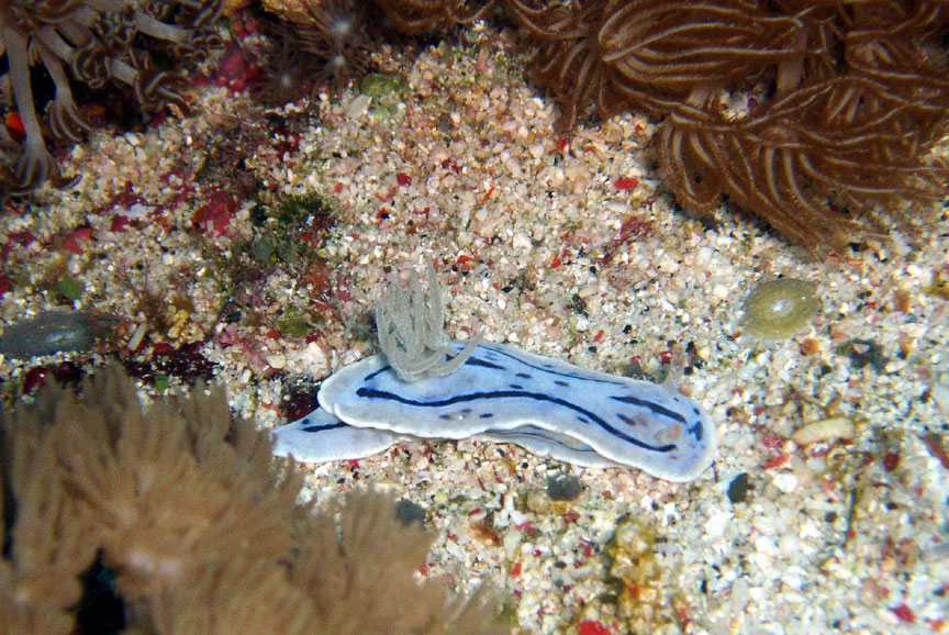 Nudibranch