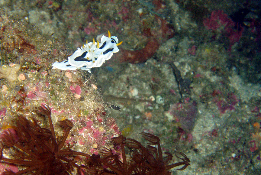 Nudibranch