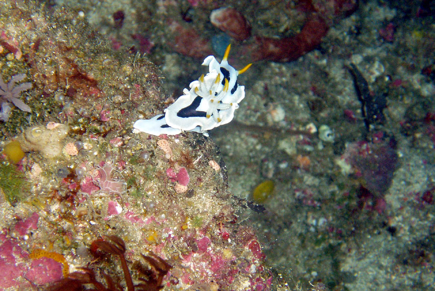 Nudibranch