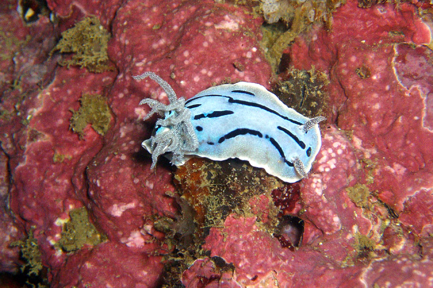 Nudibranch