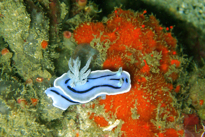 Nudibranch