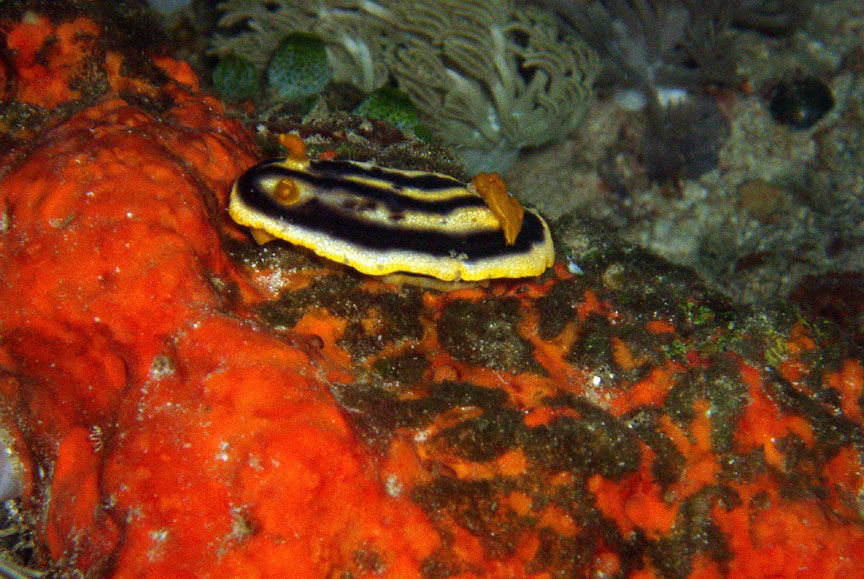 Nudibranch