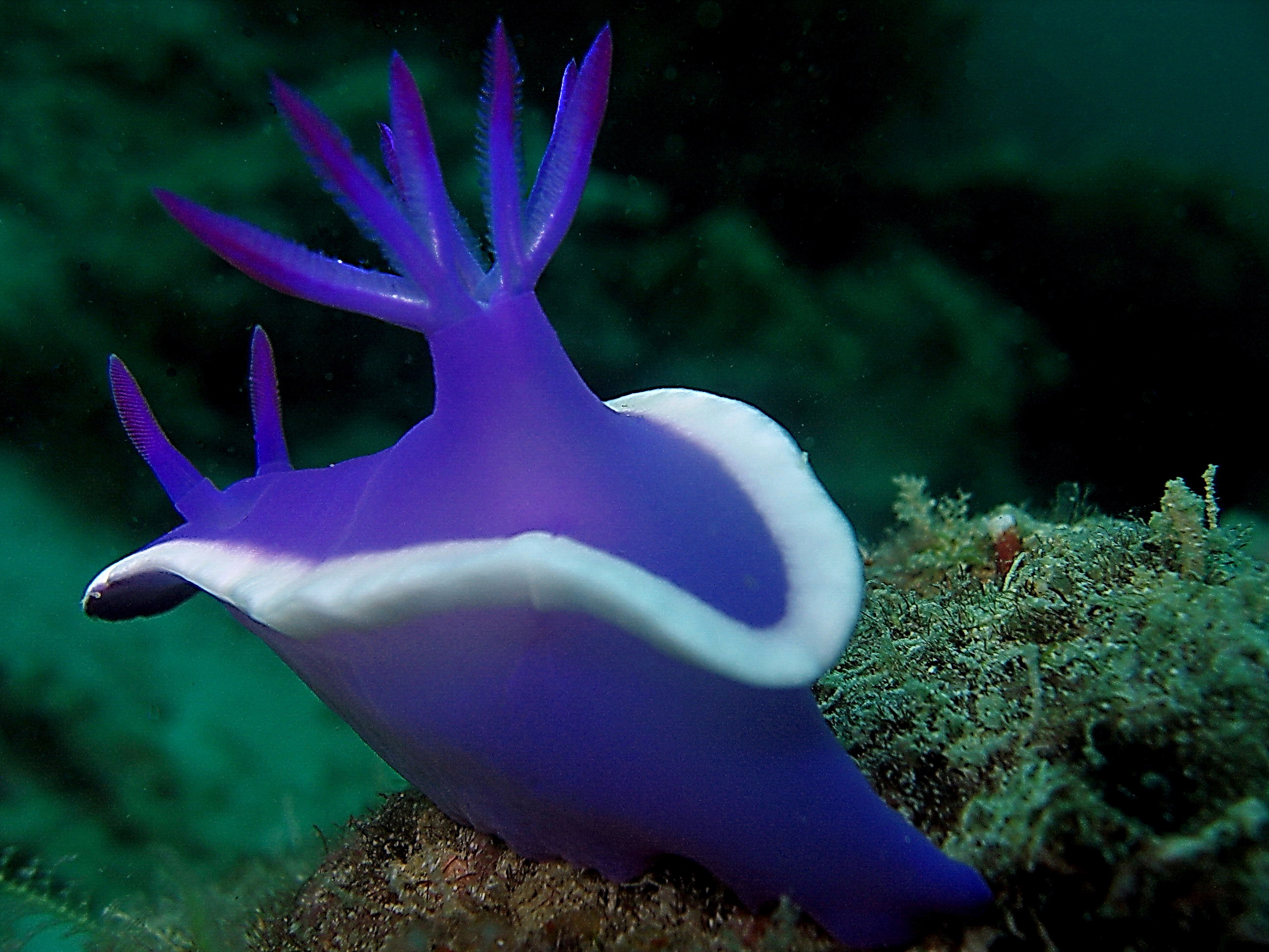 Nudibranch