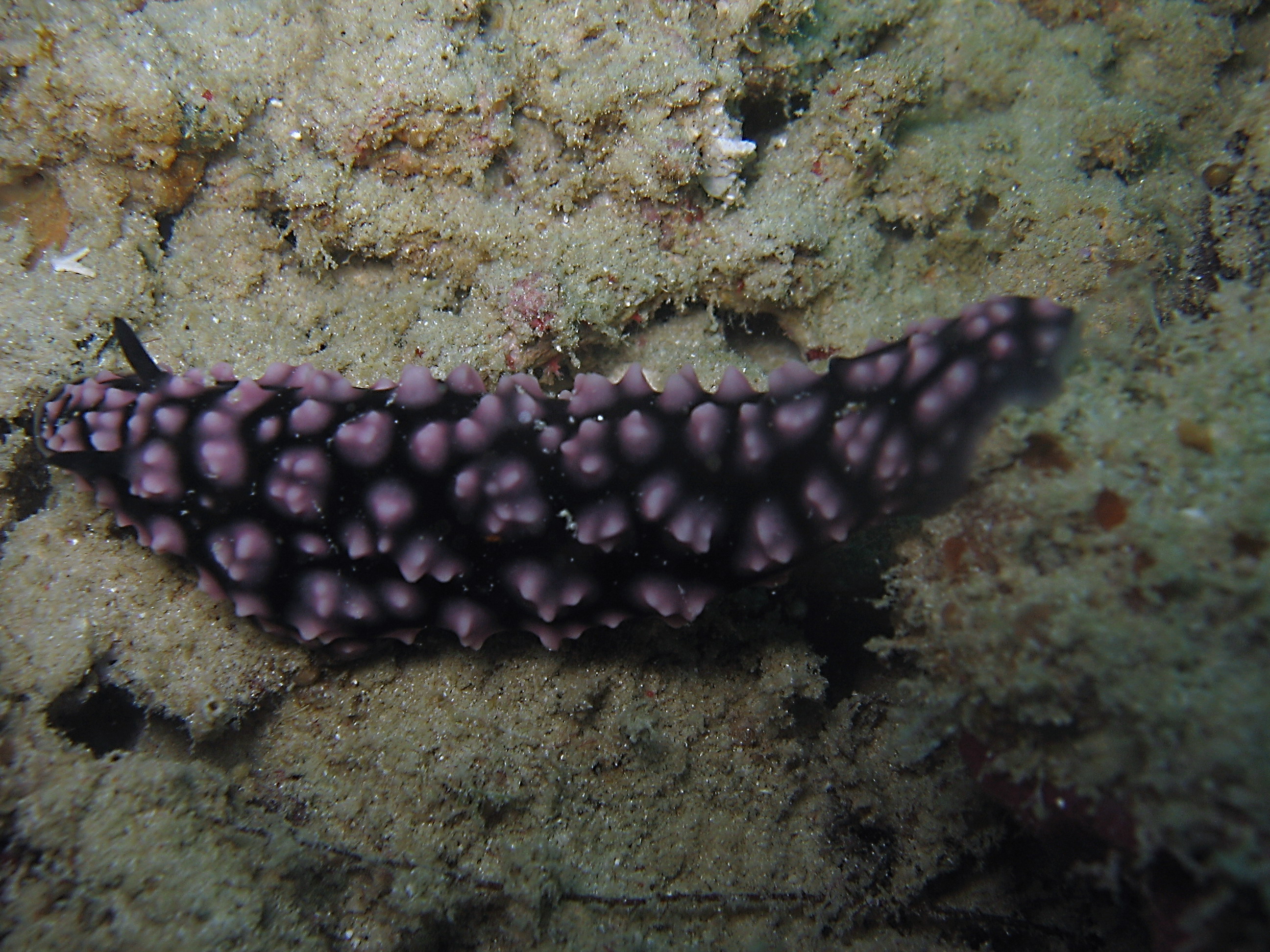 Nudibranch