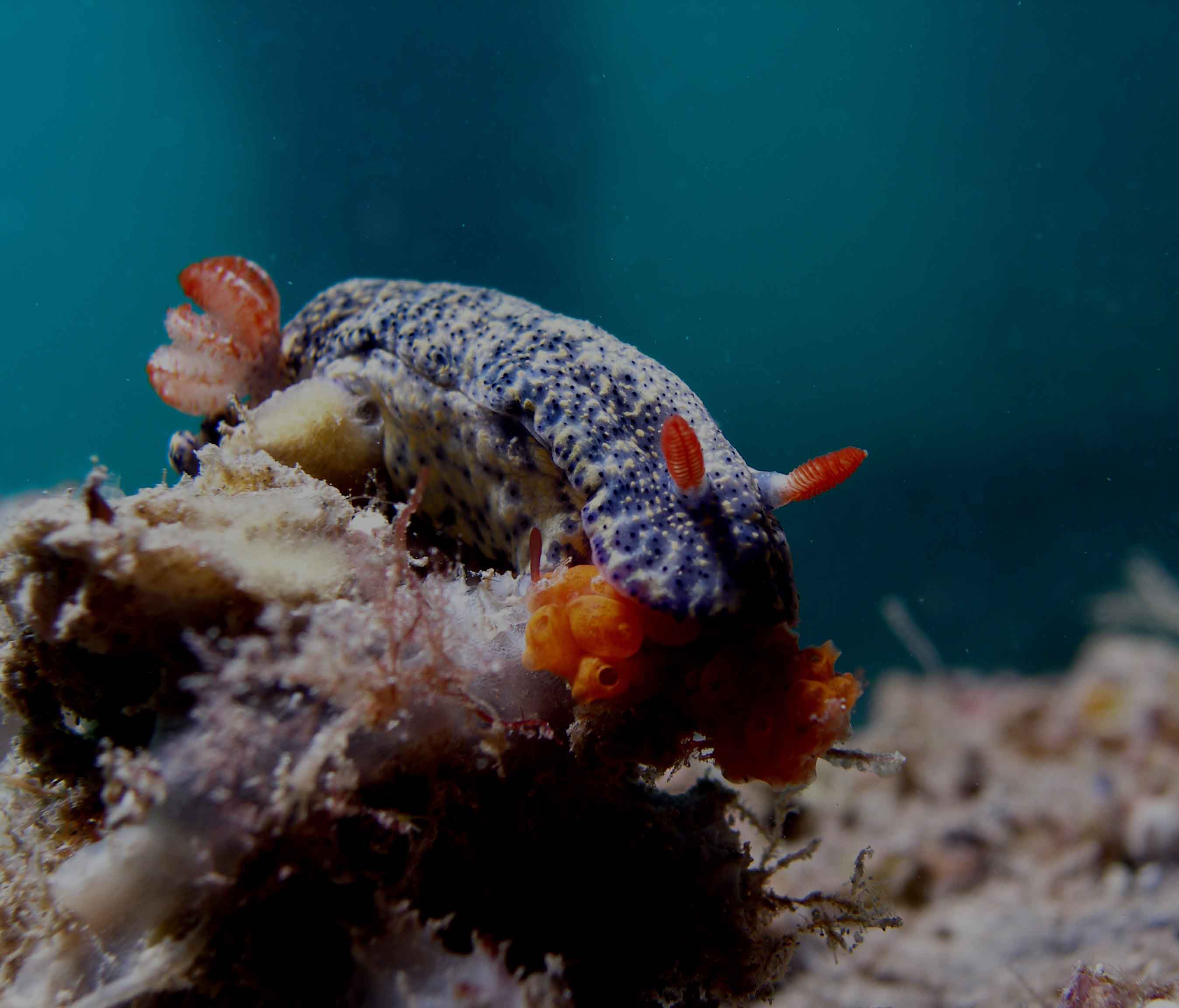 nudibranch