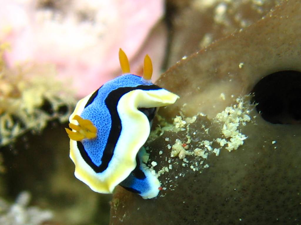 Nudibranch