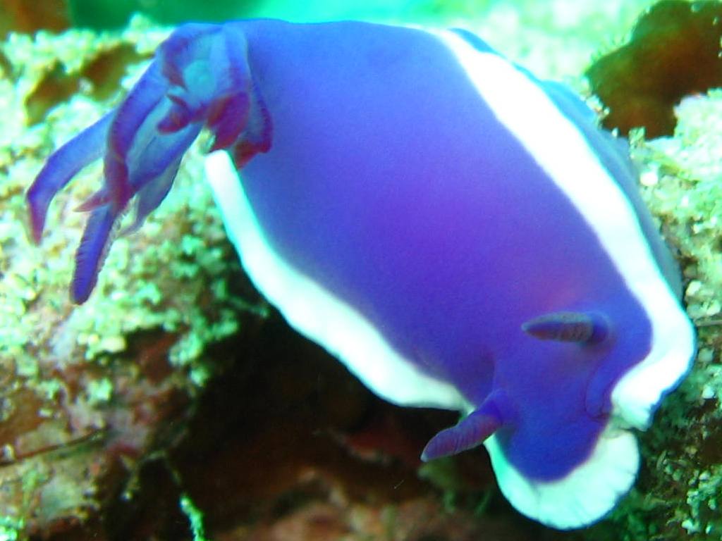 Nudibranch