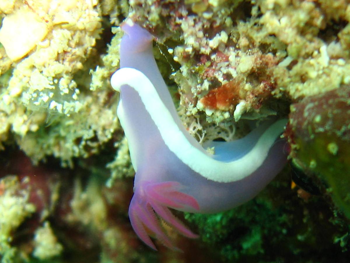 Nudibranch