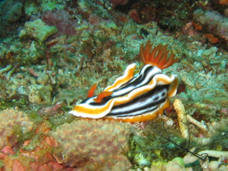 Nudibranch