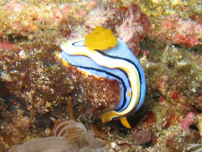 Nudibranch