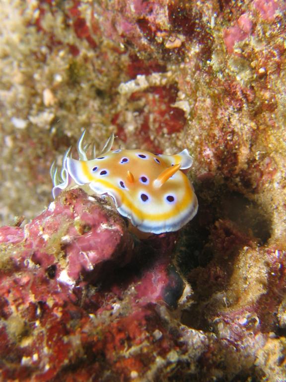 Nudibranch