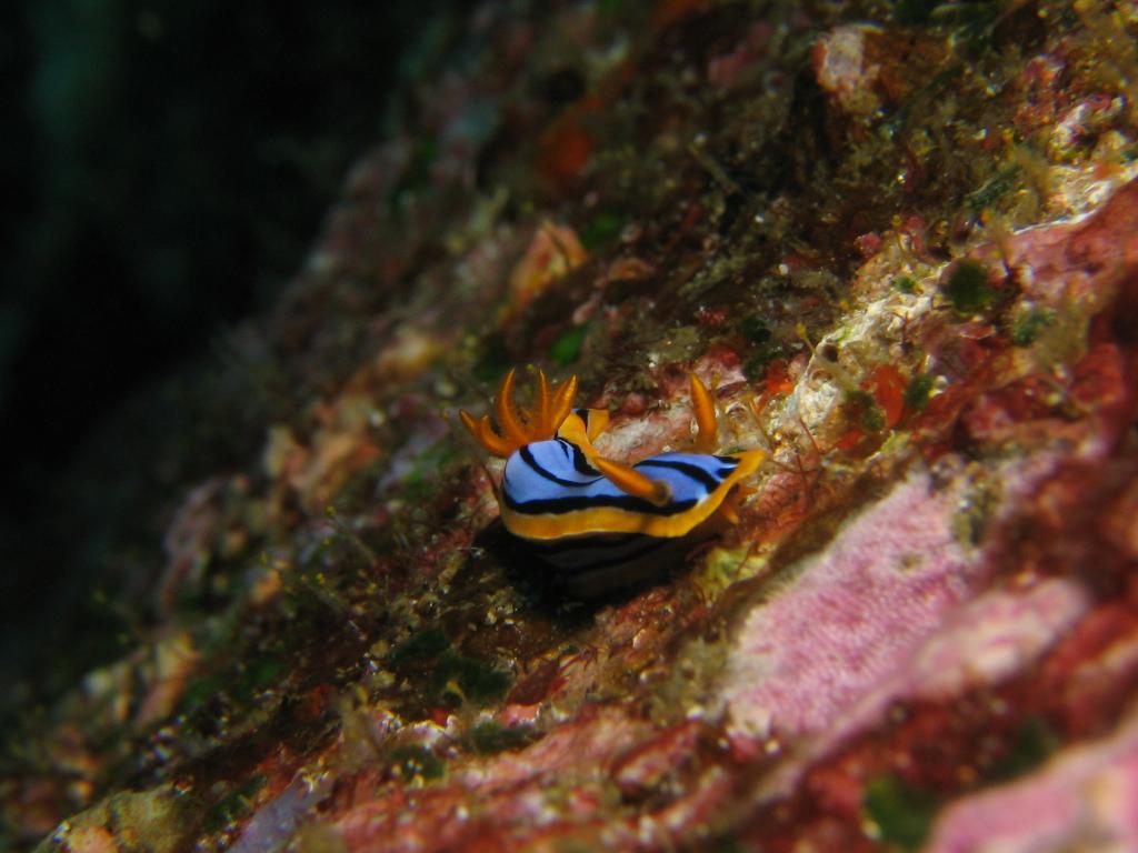 Nudibranch