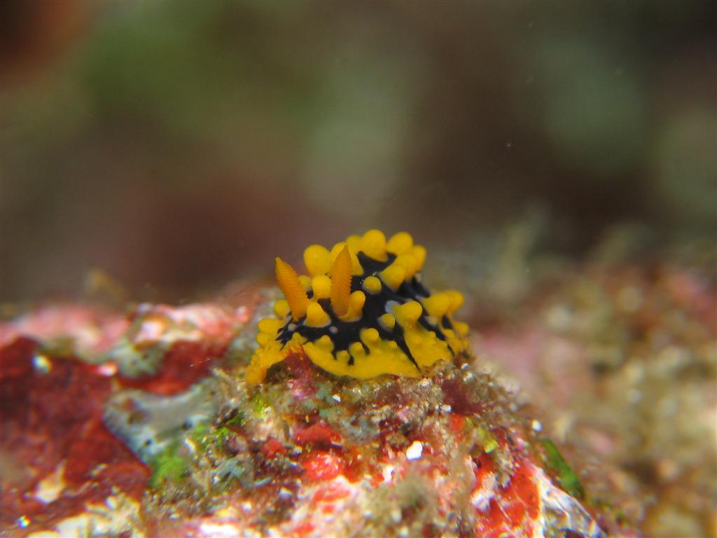 Nudibranch