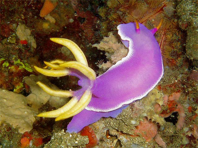 nudibranch