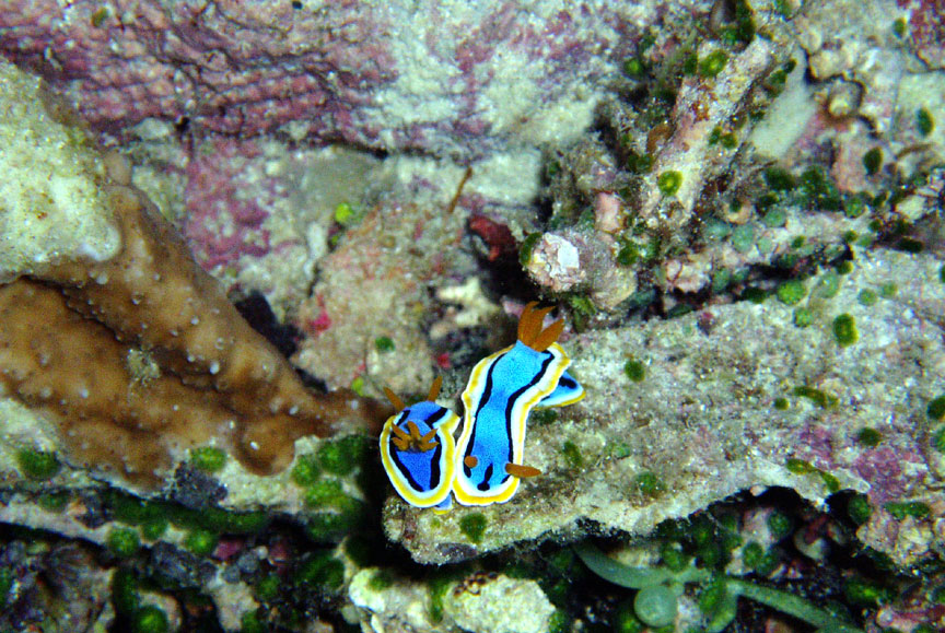 Nudibranch