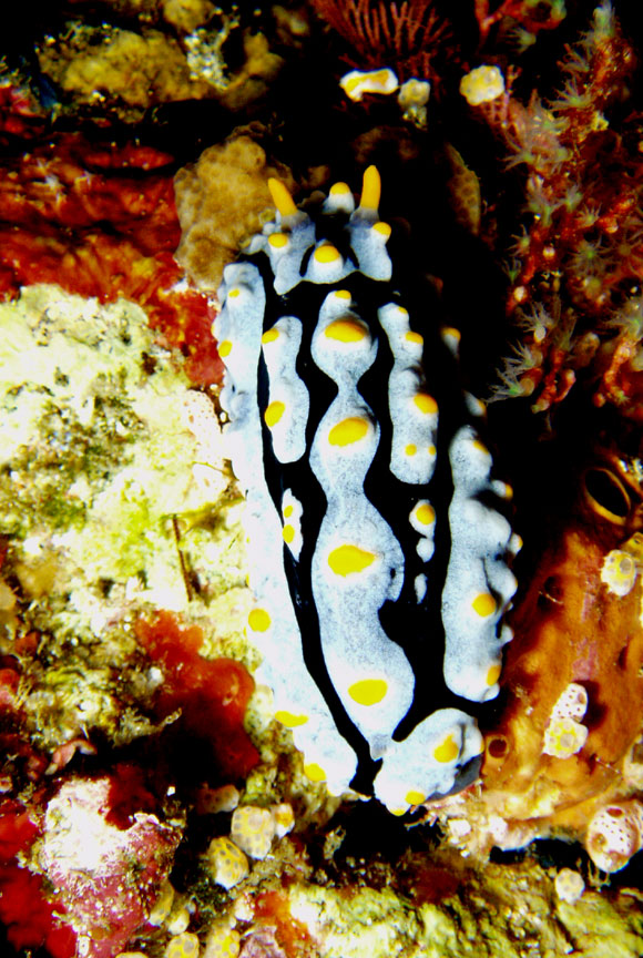 Nudibranch