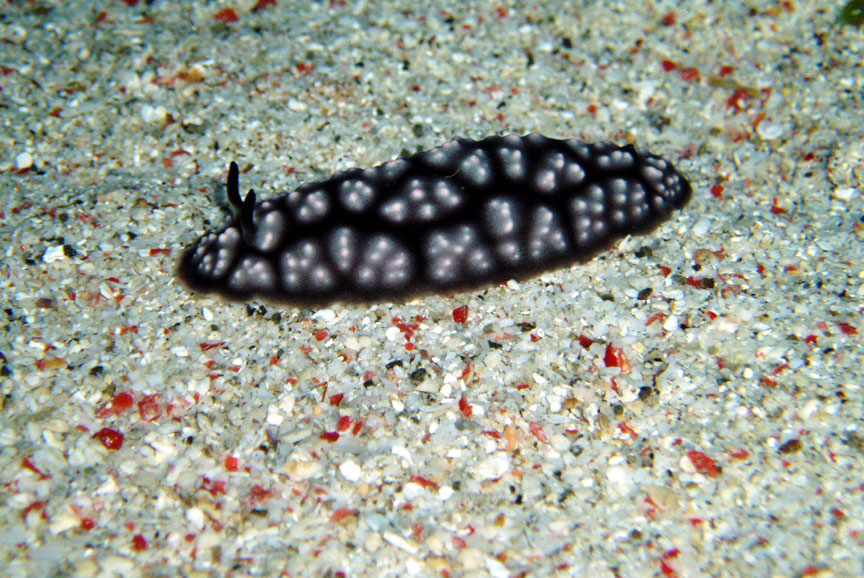 Nudibranch