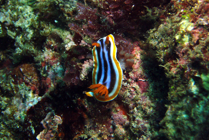 Nudibranch