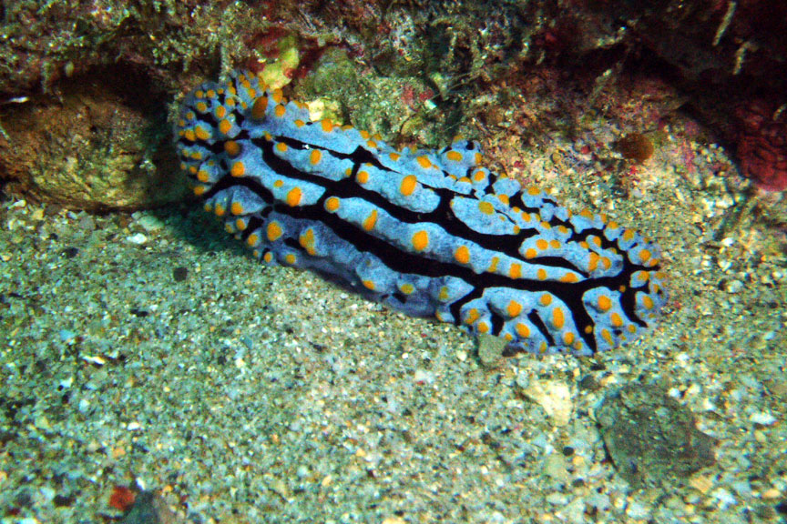 Nudibranch