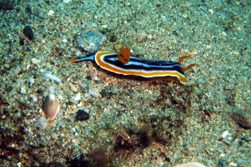 nudibranch