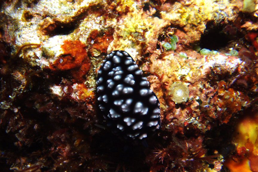 Nudibranch