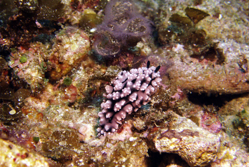 Nudibranch